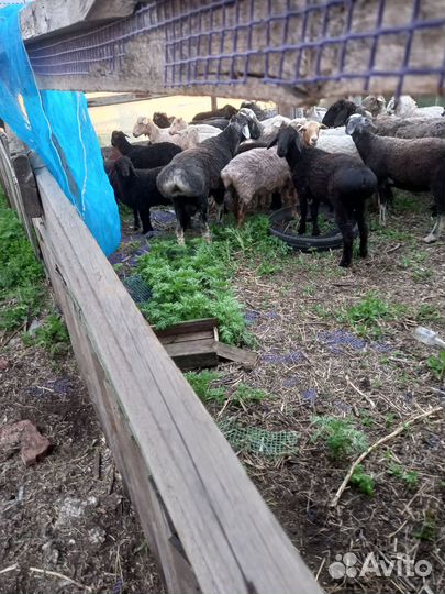 Курдючные бараны овцы