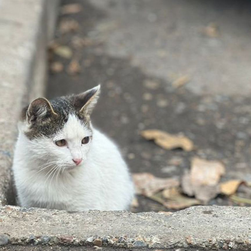 Котенок