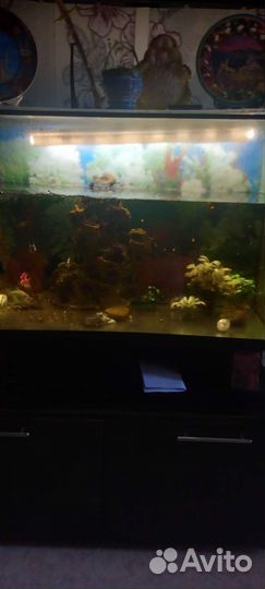 Аквариум вместе с рыбками