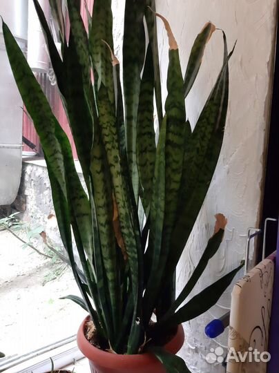 Сансевиерия