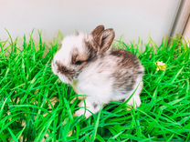 Карликовый кролик - ручной, мини, вес 300 грамм