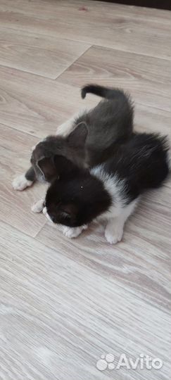 Котята от Сиамской кошки