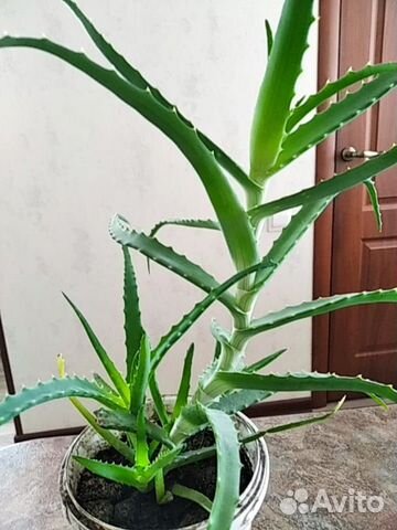 Алоэ лечебный