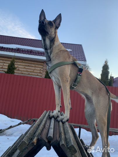 Кинолог с выездом