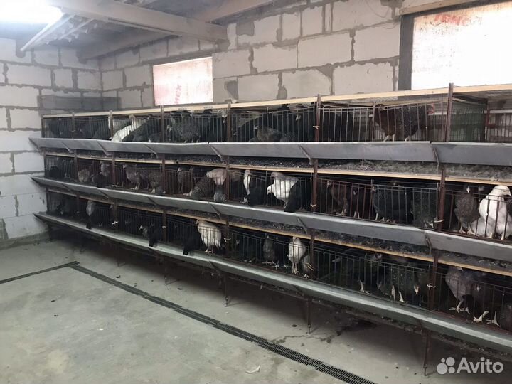 Молодые куры