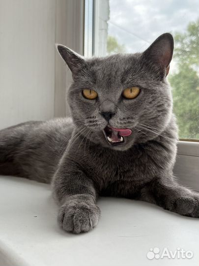 Британский кот