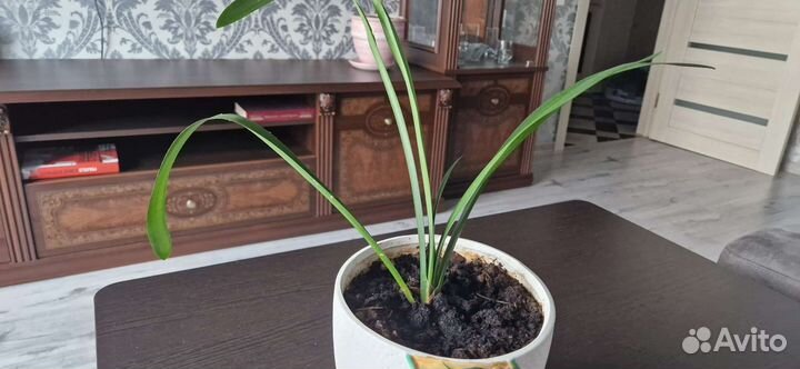 Комнатные цветы кливия