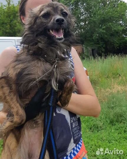 В добрые руки