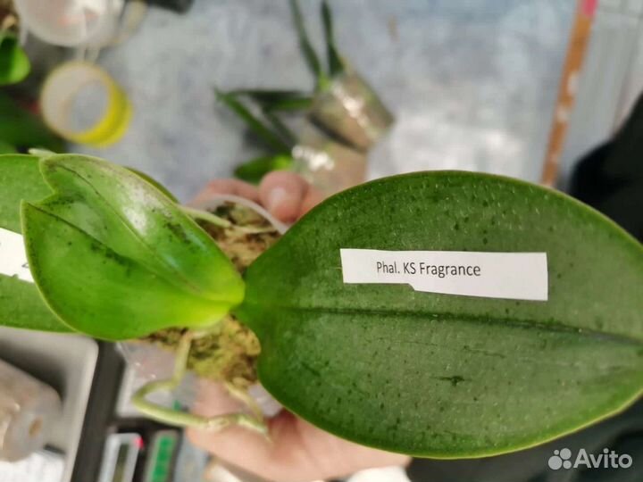 Орхидея фаленопсис KS Fragrance
