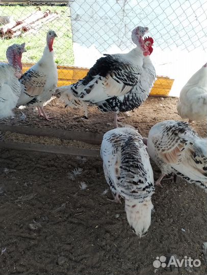 Домашние куриные яйца