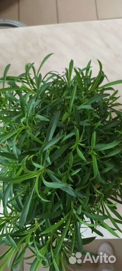 Гвоздика ампельная вегитативная