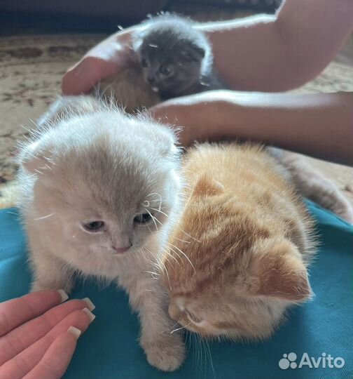 Шотландские котята