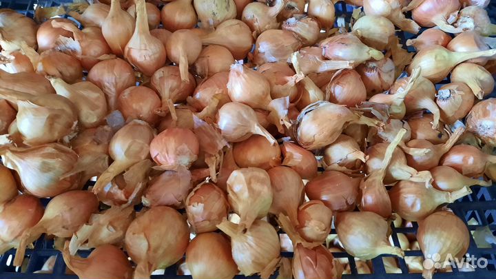 Лук мелкий на перо