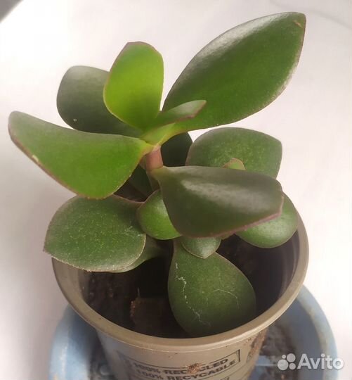 Денежное дерево толстянка крассула алоэ лечебное