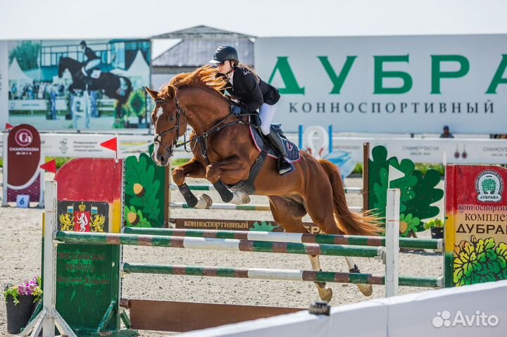 Лошадь жеребец