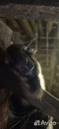 Нубийский козел