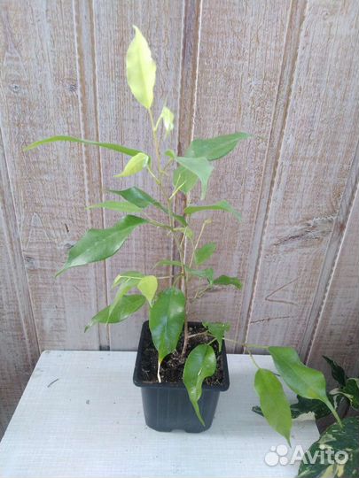 Фикусы Эстер