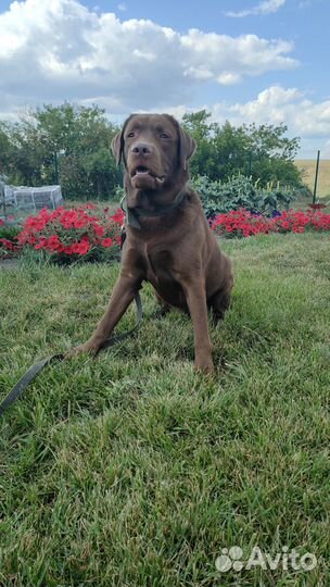 Гостиница для животных