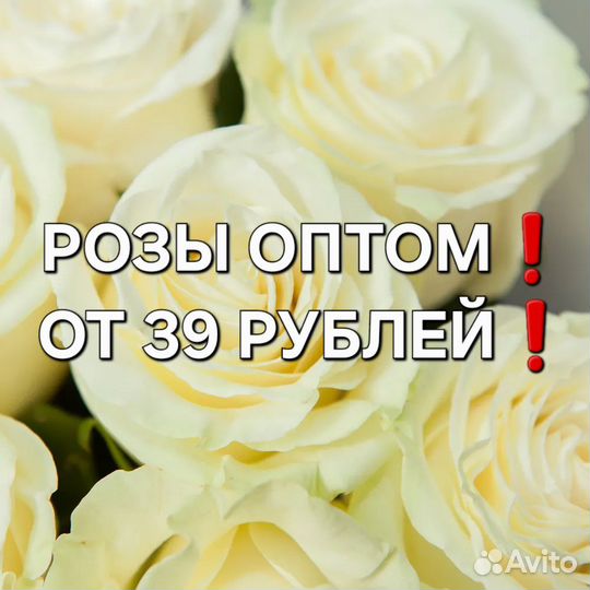 Розы опт Новомосковск