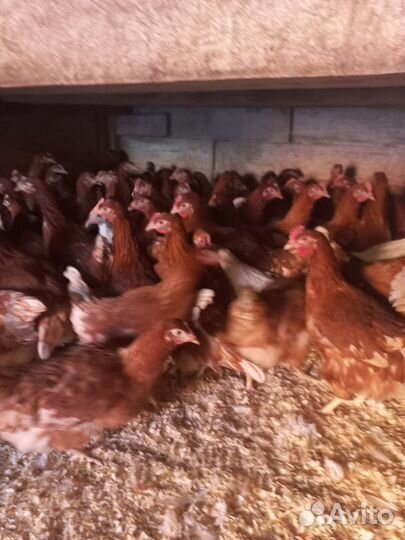 Курочка несушка молодка, породы разные