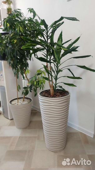 Растения цветы