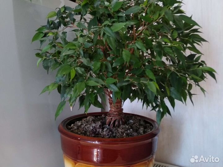 Фикус Наташа