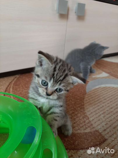 Шотландские котята