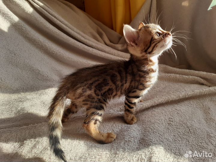 Бенгальские котята (без документов)