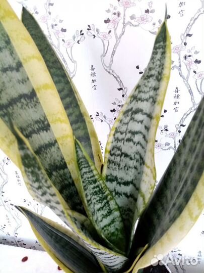 Сансевиерия