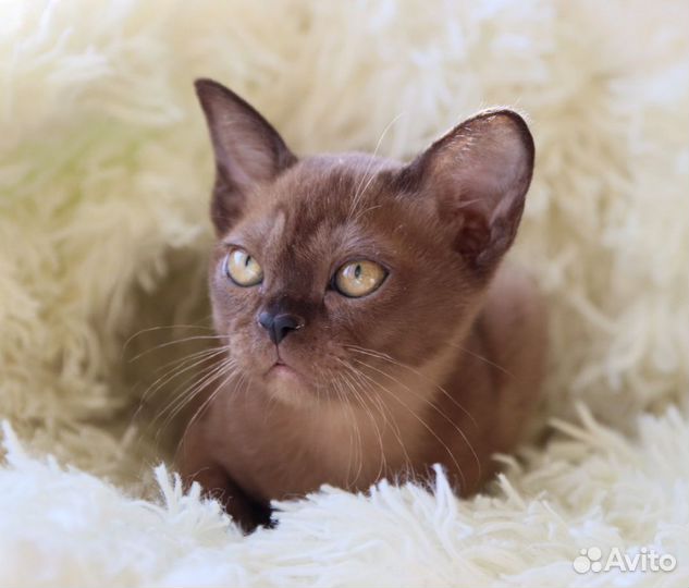 Бурманские котята