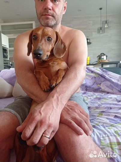 Такса мальчик