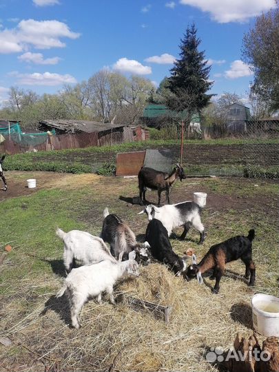 Козёл икозлята