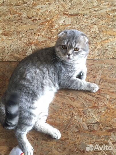 Британский вислоухий кот