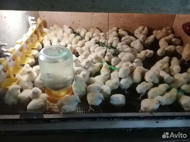Цыплята бройлер