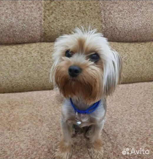 Продам йорка