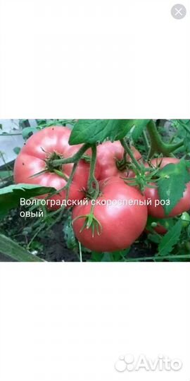 Семена сортовых помидор