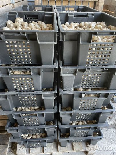 Чеснок коллекционный