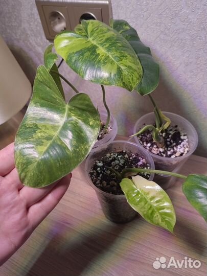 Филодендрон Бурле макс вариегатный