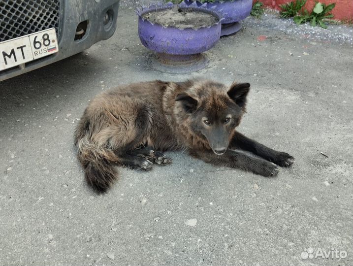 Кобелек в добрые руки