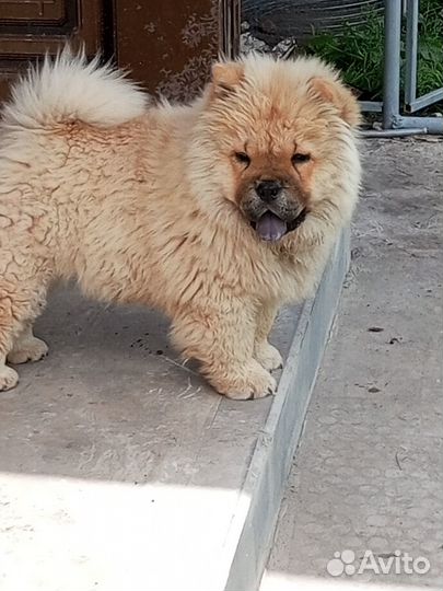 Чау-чау девочка