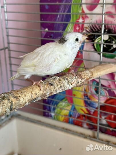 Птенцы Кенара