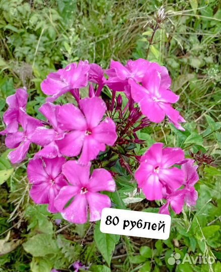 Лилейник и флоксы