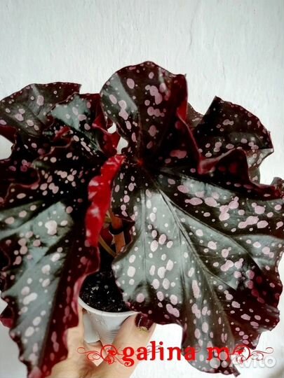 Бегонии кейн