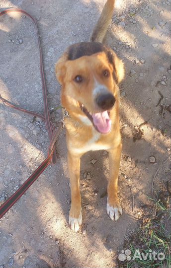 Собака в добрые руки