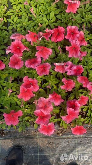 Перегной лежалый,Земля,Чернозем с поля,камаз 15куб