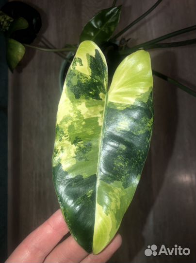 Филодендрон бурле макс