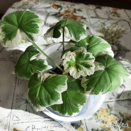 Пеларгония герань сортовая