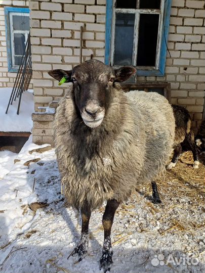 Романовские овцы. Баран на племя