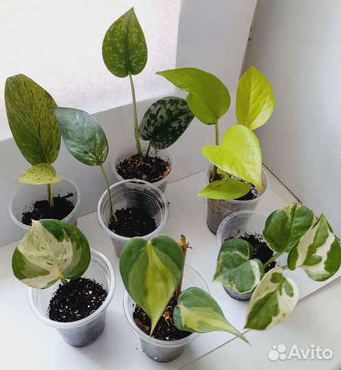 Эпипремнум, сциндапсус