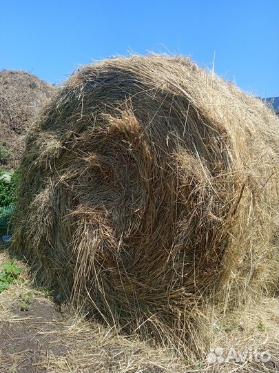 Продам луговое сено в рулонах